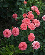 Саджанці троянди "Шекенборг", фото 4