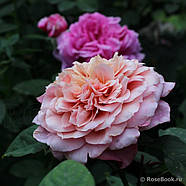 Роза Мияби, фото 2