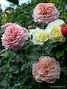 Роза Мияби, фото 3