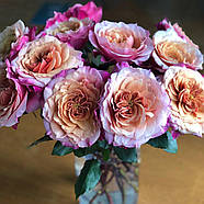 Роза Мияби, фото 5