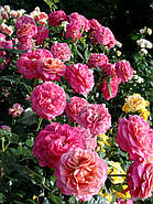 Саджанці трянди "Сурір до Довіль", фото 3