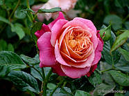 Саджанці трянди "Сурір до Довіль", фото 4