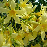 Олеандр жовтий