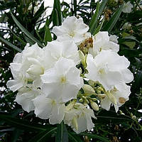 Олеандр, що рясноцвітає, Білий С2