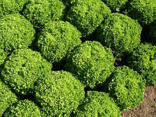 Насіння салату полуголовчатого Левистро (Levistro), 5000 сем., дражже, Rijk Zwaan