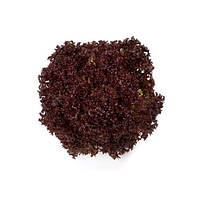 Насіння напівголовчастого салату Кармезі (Carmesi), 1000 нас., драже, Rijk Zwaan