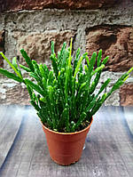 Гіршкова рослина Сукулент мікс рипсаліс