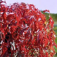 Виноград дівочий Kirigami р9