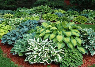 Саджанці хости