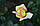 Саджанці троянд Глорія Дей (Глория Дей, Gloria Dei), фото 4
