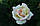 Саджанці троянд Глорія Дей (Глория Дей, Gloria Dei), фото 8