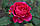 Саджанці троянд Дарсі Бассел (Darcey Bussell), фото 7
