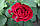 Саджанці троянд Дарсі Бассел (Darcey Bussell), фото 2