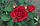 Саджанці троянд Дарсі Бассел (Darcey Bussell), фото 3