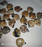 Кулон, підвіс сердечко з пейзажної яшми на шнурку, фото 3