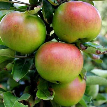 Яблуня  колоноподібна Патріот (літня)