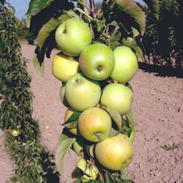 Яблуня колоноподібна Гірлянда (осіння)