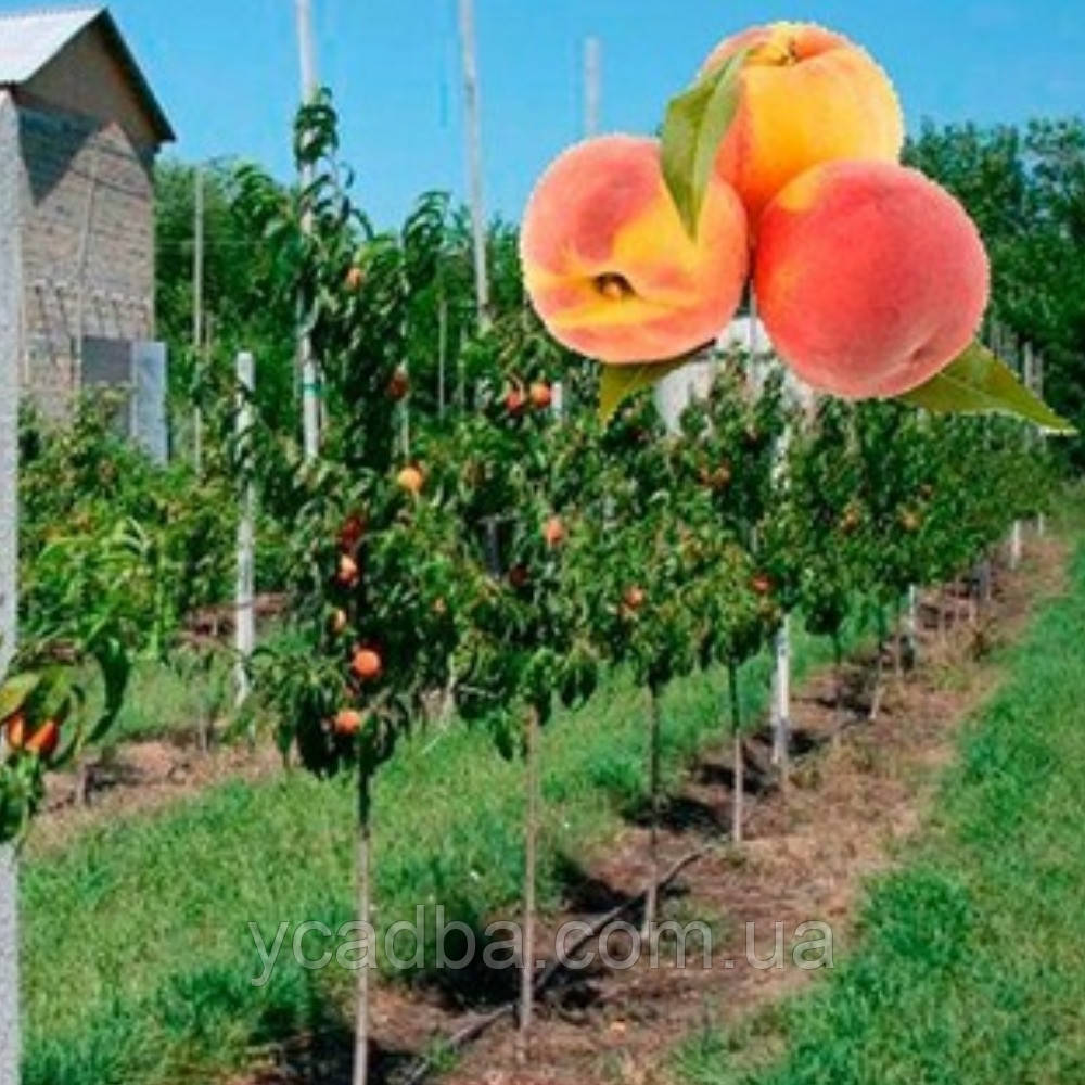 Пepcик колоноподібний Ювілей столиці (надранній), фото 1