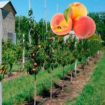 Пepcик колоноподібний Ювілей столиці (надранній)