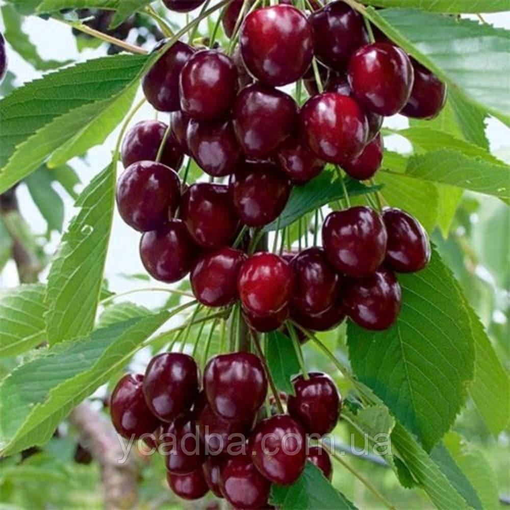 Вишня колоноподібна Снігова королева (пізня), фото 1