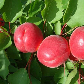 Абрикос Ред Топ (середньостиглий)