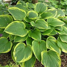 Хоста Fortunei Aureomarginata (Форчуна Ауреомарджината) контейнер 1 л