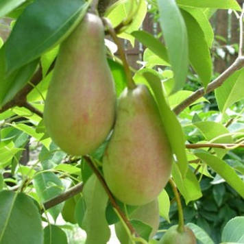 Груша "Дево" (середньостигла)