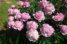 Півонія Sorbet (Сорбет) кореневище, фото 3