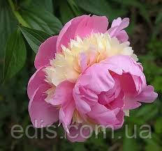 Півонія Sorbet (Сорбет) кореневище