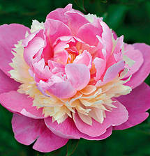 Півонія Sorbet (Сорбет) кореневище, фото 5