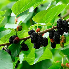 Шовковиця чорна Баронеса щеплена