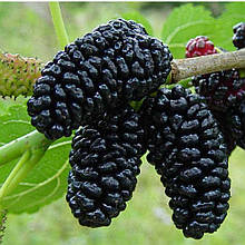 Шовковиця чорна Стамбульська щеплена