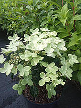 Гортензія волотиста Полестар / С3 / Hydrangea Polestar, фото 5