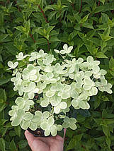 Гортензія волотиста Полестар / С3 / Hydrangea Polestar, фото 4
