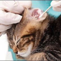 Засоби для вух для кішок