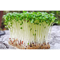 Вирощування мікрозелені, розсади та кімнатних рослин