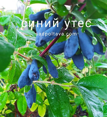 Саженцы жимолости Синий утес /3года/ в конт.3л, фото 2