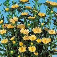 Серенада жовта