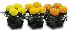 Насіння Чорнобривці американські Чикаго Суміш Formula Mix 500 насінин Kitano Seeds