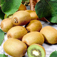 Саджанці Ківі Закарпатський - самоплідний, невибагливий, середній(однорічний), фото 3