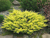 Ялівець горизонтальний Лаймглоу (Juniperus horizontalis Limeglow) a - 30-40 см в горщику С3 л