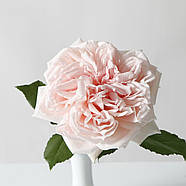 Саджанці троянди " Princess Hitomi ", фото 2