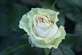 Саджанці Троянд Ла Перла (La Perla)