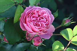Саджанці троянд Леонардо да Вінчі (Leonardo da Vinci)