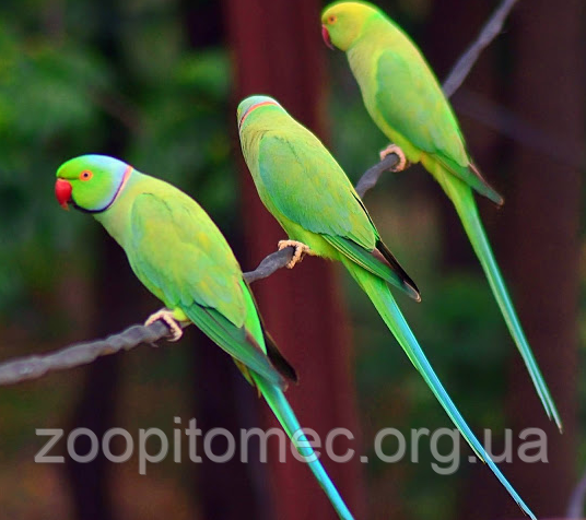 Ожереловый попугай зеленый (Psittacula krameri) из питомника. - фото 8 - id-p4695034