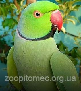 Ожереловый попугай зеленый (Psittacula krameri) из питомника. - фото 9 - id-p4695034