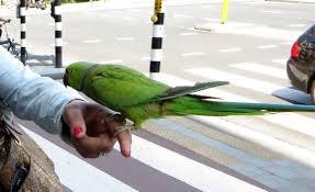 Ожереловый попугай зеленый (Psittacula krameri) из питомника. - фото 10 - id-p4695034