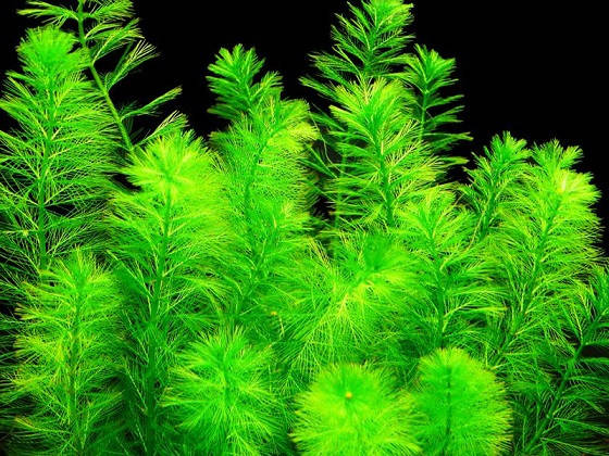 Аквариумное растение Перистолистник зеленый (ID#1430464271), цена: 15 ...