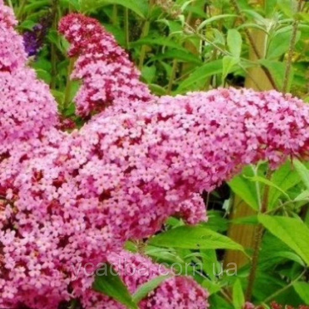 Буддлея рожева Пінк Делайт Pink Deligh (горшик 0,5л)