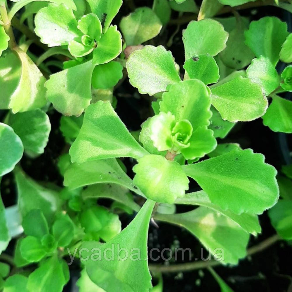 Очиток помилковий варієгатний Variegatum 39 (горшик 0,5л), фото 1